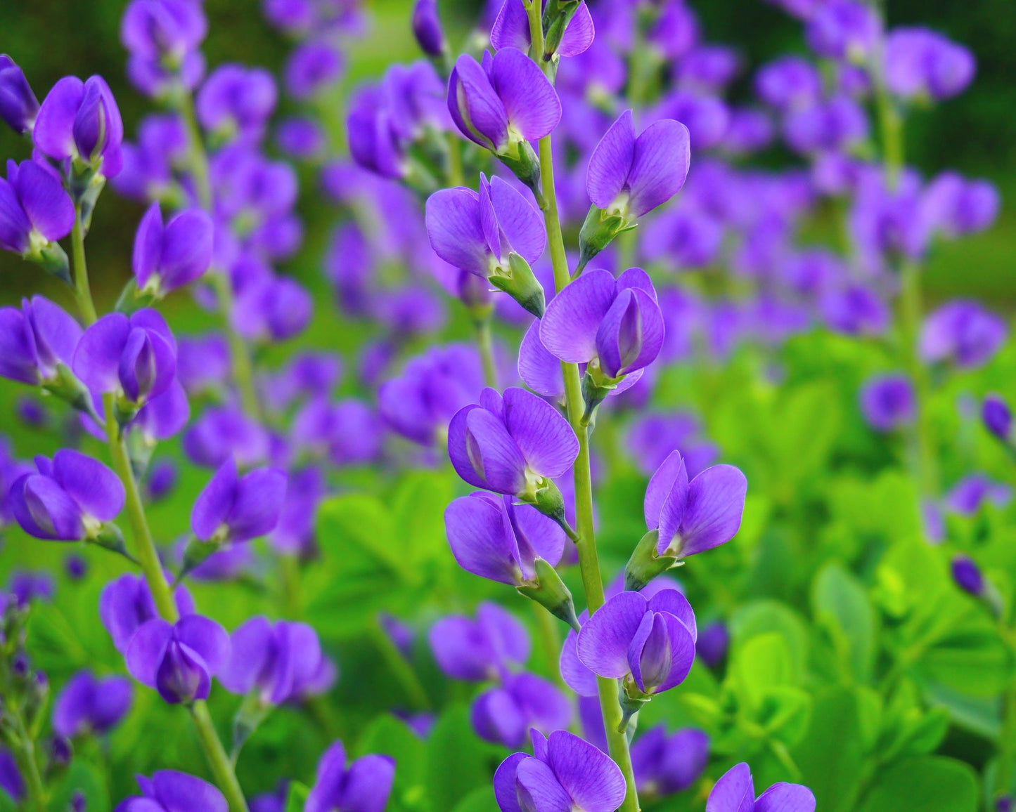 G238 Baptisia Australis - View 10 from www redcrocus com