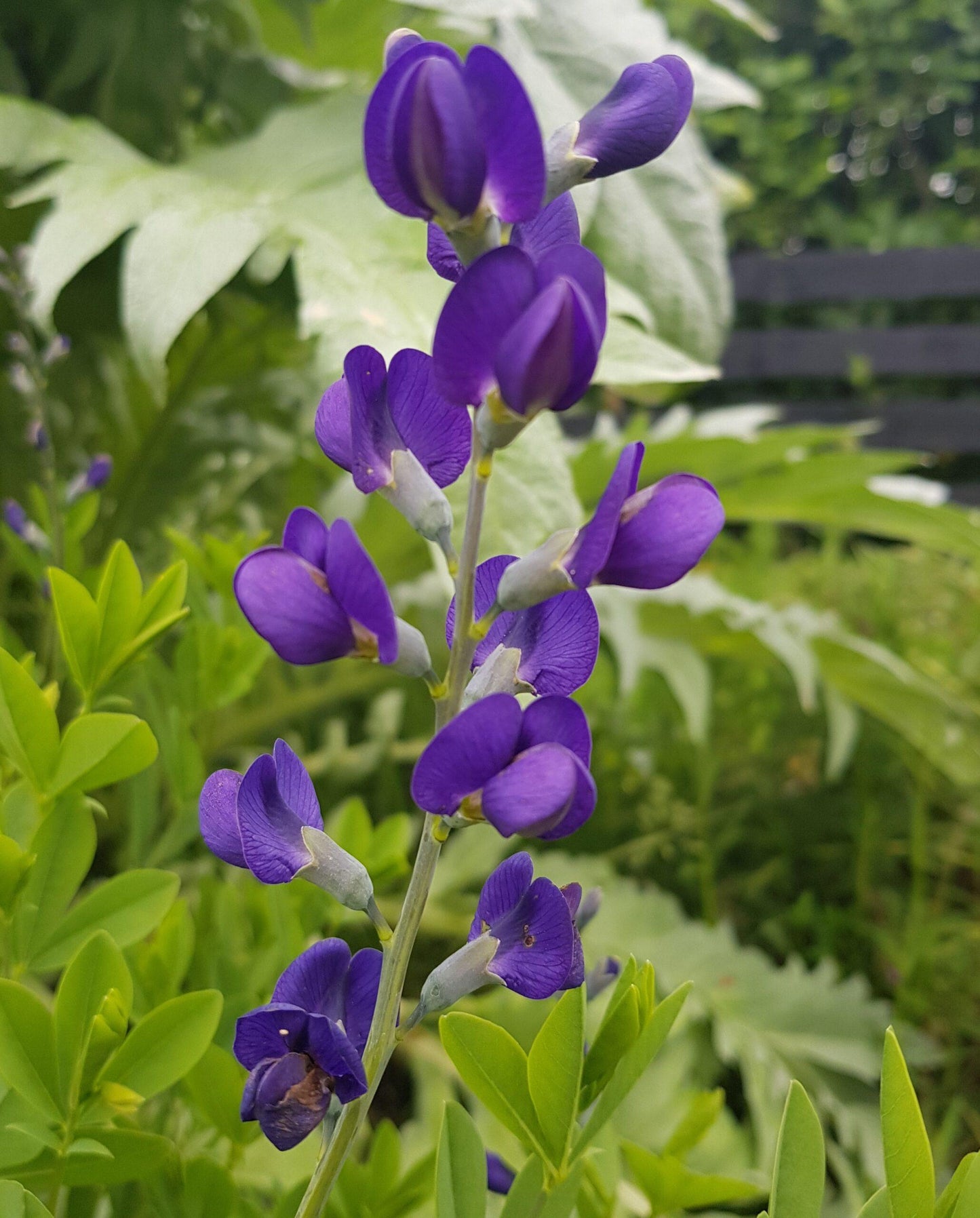 G238 Baptisia Australis - View 11 from www redcrocus com