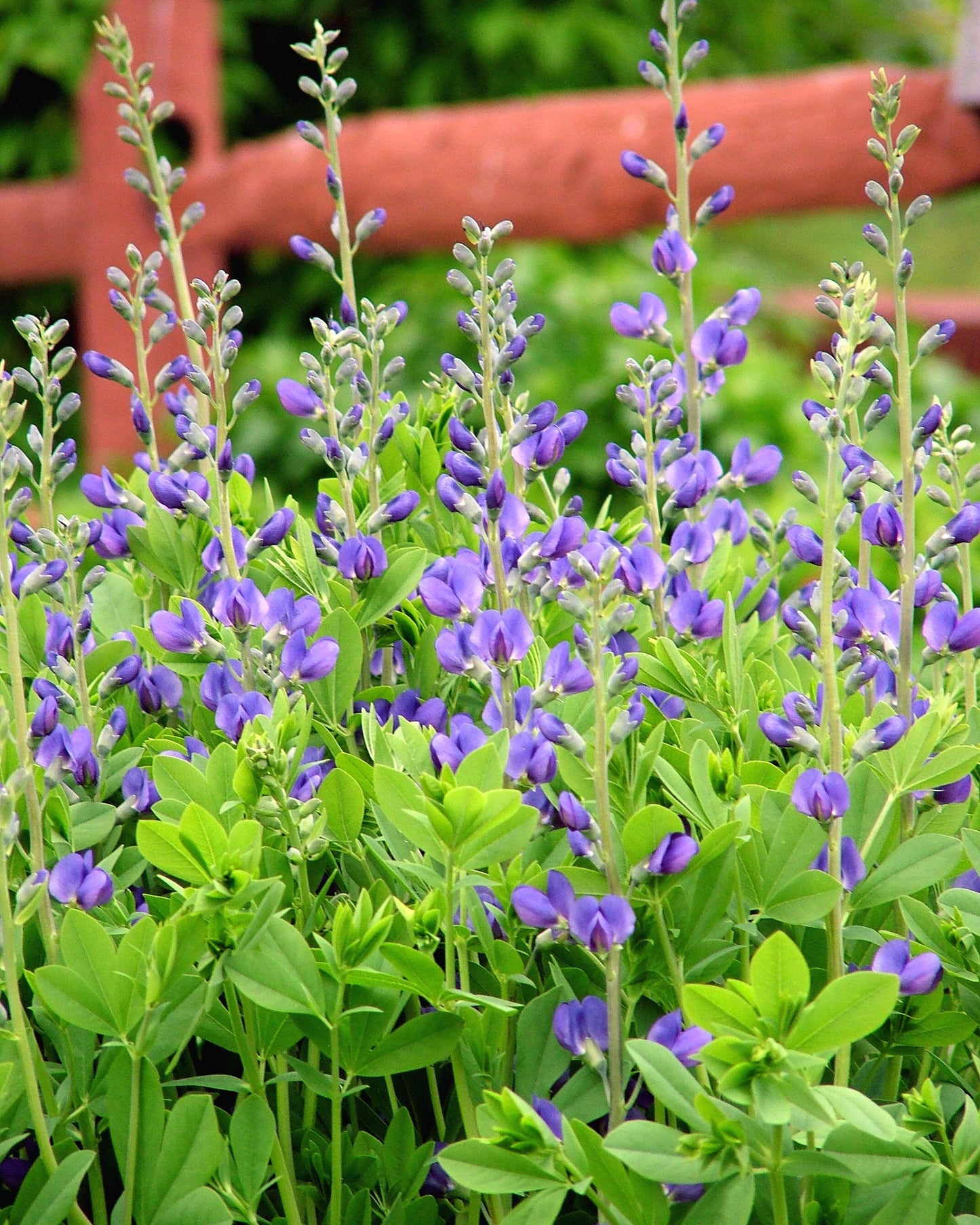 G238 Baptisia Australis - View 12 from www redcrocus com