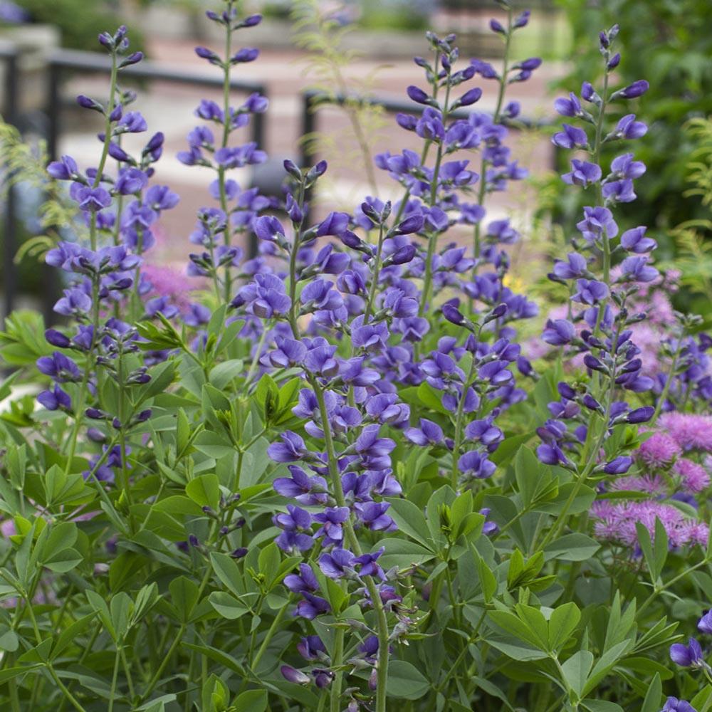 G238 Baptisia Australis - View 13 from www redcrocus com
