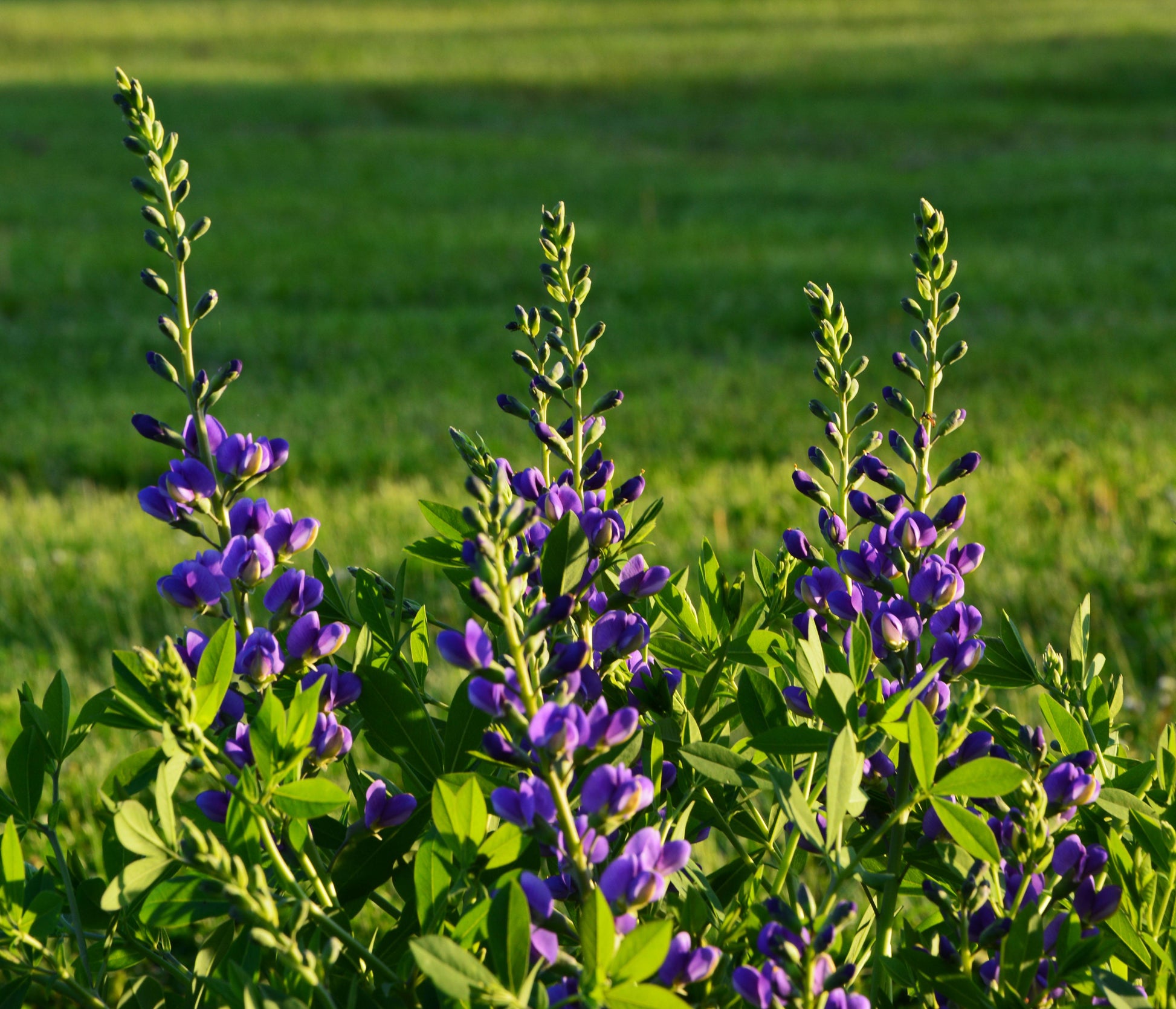G238 Baptisia Australis - View 14 from www redcrocus com