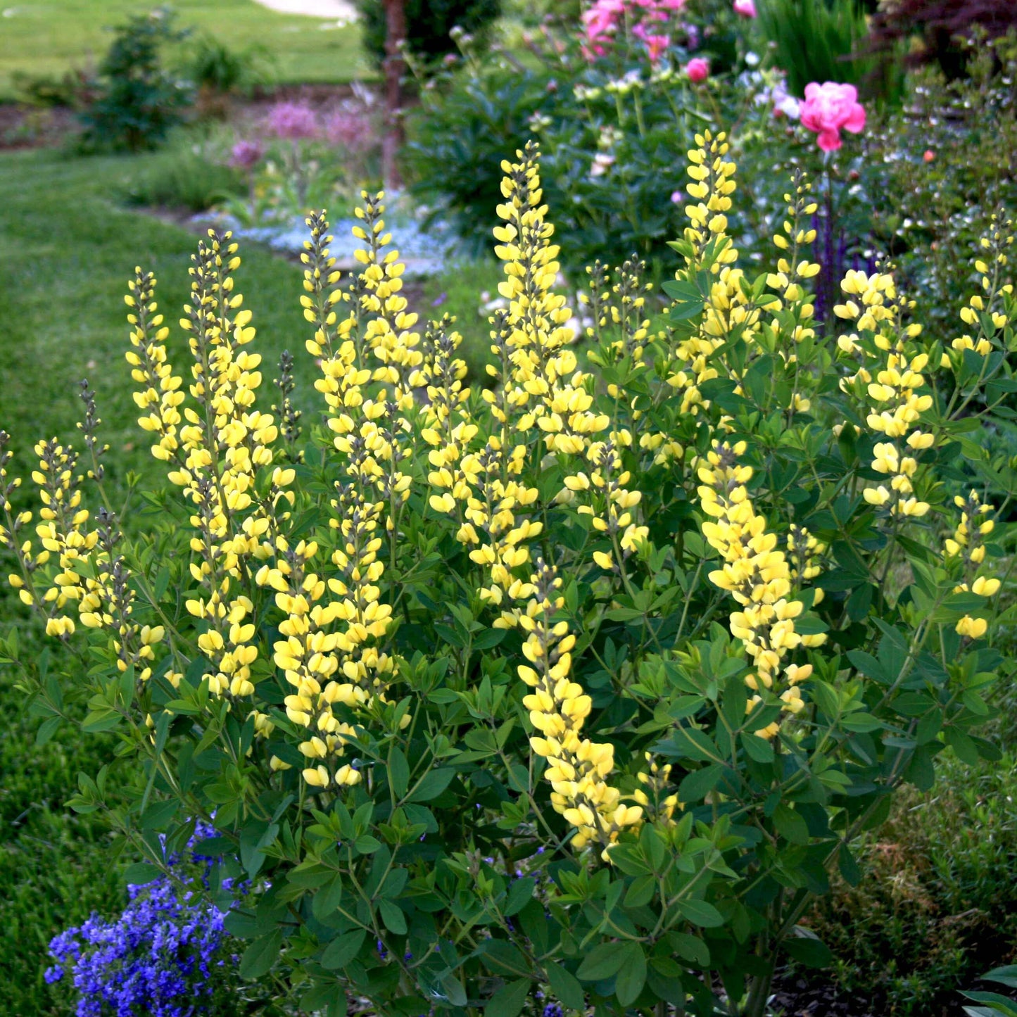 G238 Baptisia Australis - View 15 from www redcrocus com