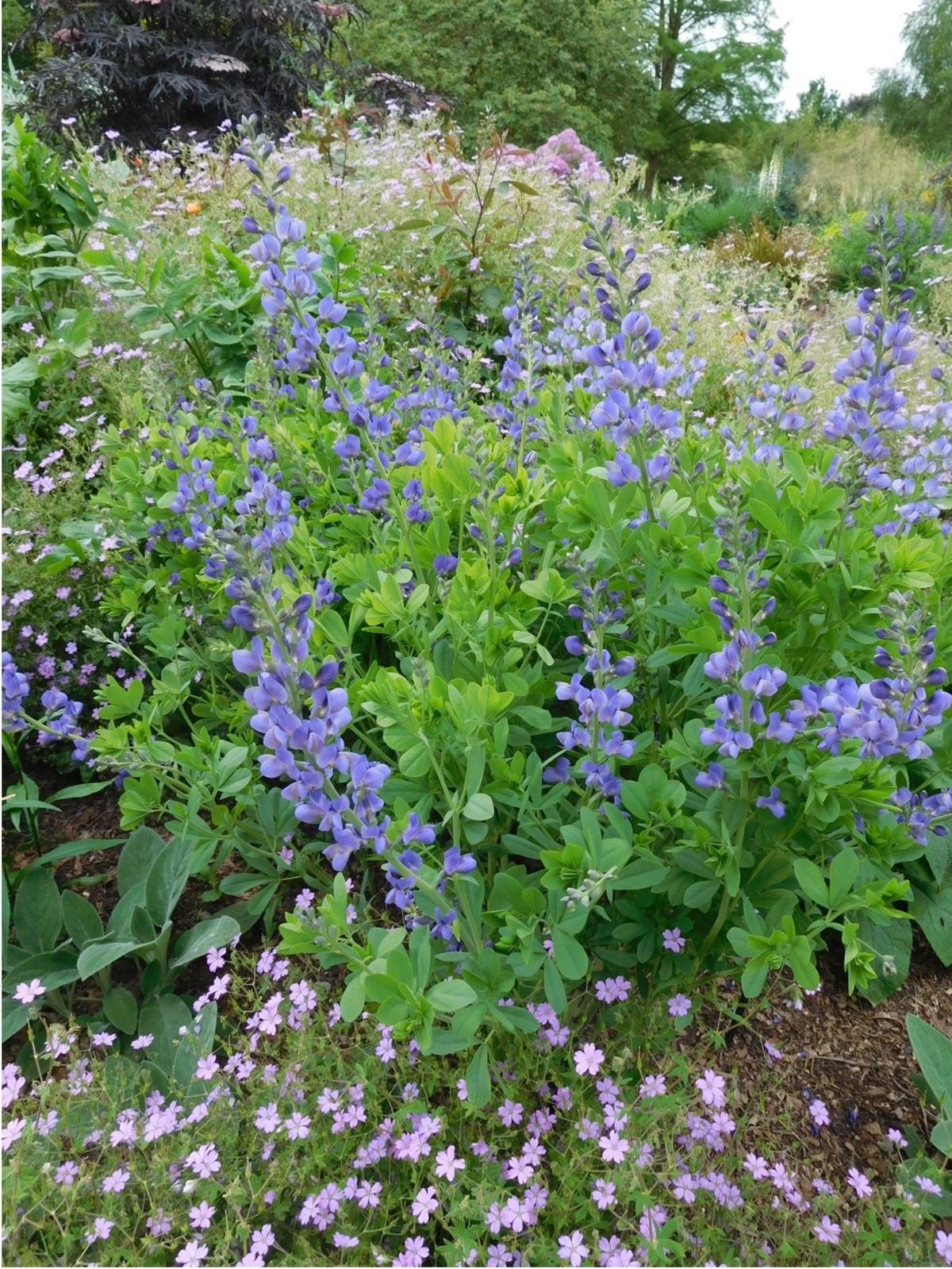G238 Baptisia Australis - View 16 from www redcrocus com
