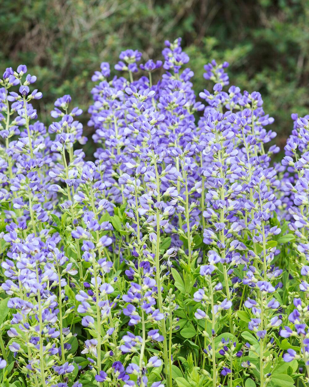 G238 Baptisia Australis - View 17 from www redcrocus com