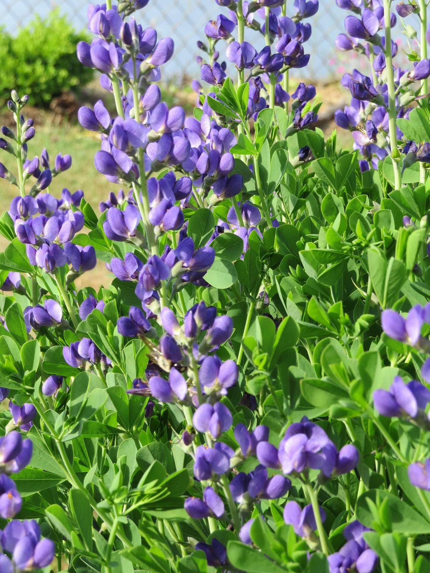 G238 Baptisia Australis - View 18 from www redcrocus com