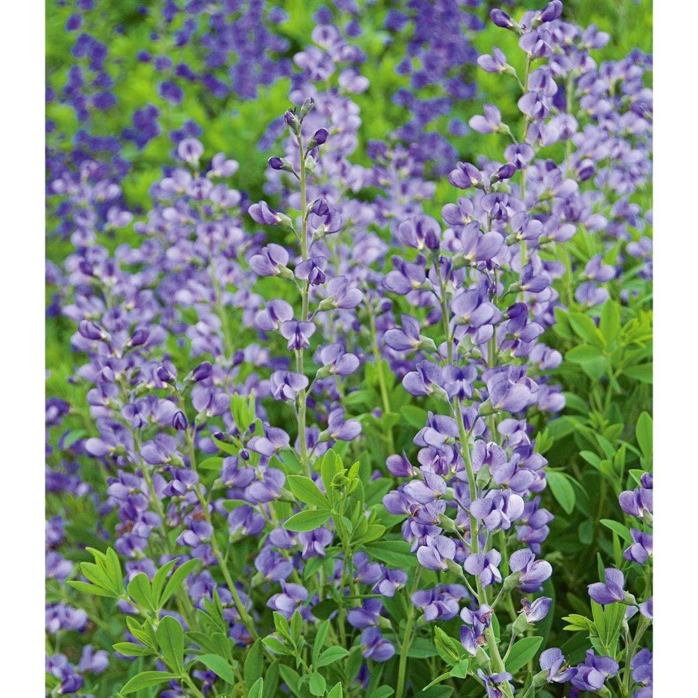 G238 Baptisia Australis - View 19 from www redcrocus com