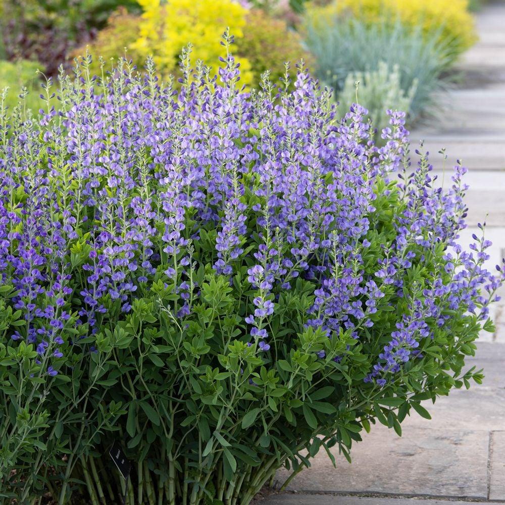 G238 Baptisia Australis - View 1 from www redcrocus com