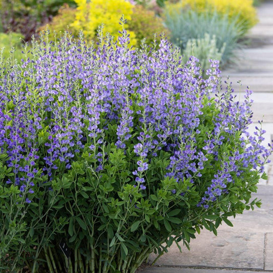 G238 Baptisia Australis - View 1 from www redcrocus com