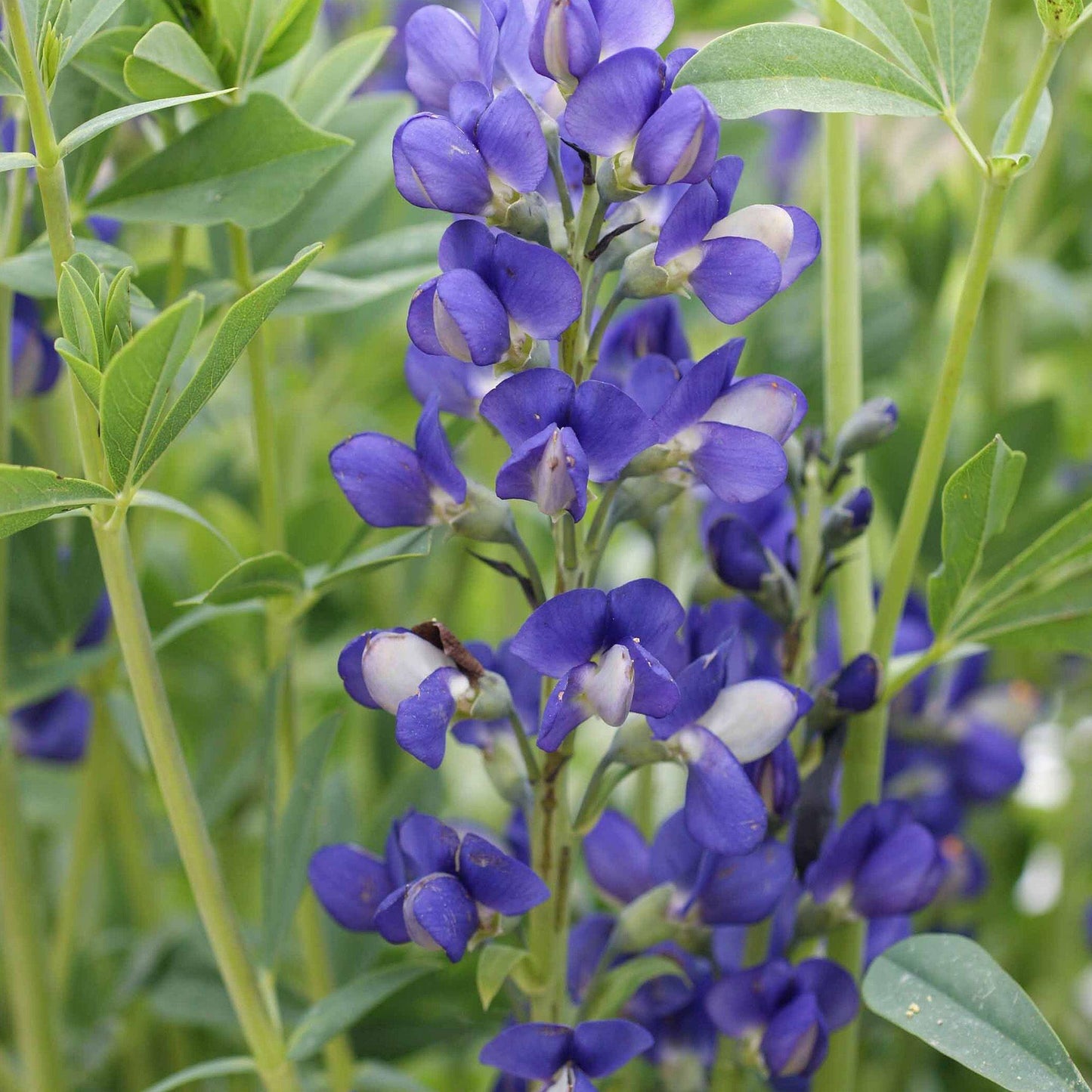 G238 Baptisia Australis - View 20 from www redcrocus com