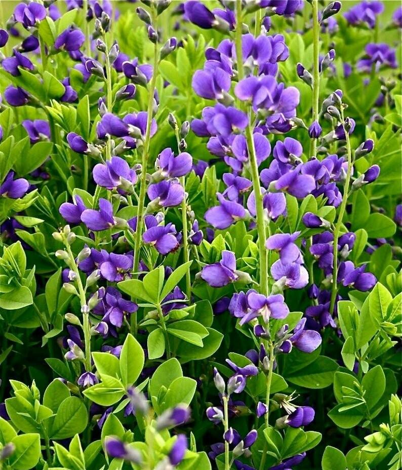 G238 Baptisia Australis - View 2 from www redcrocus com