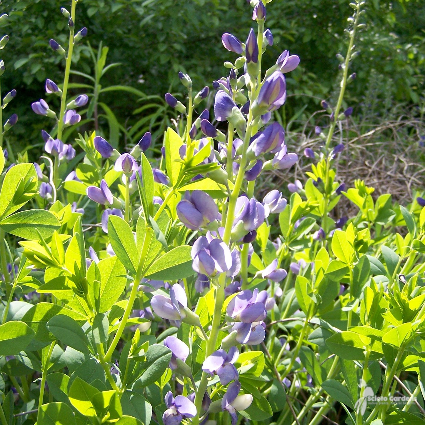 G238 Baptisia Australis - View 4 from www redcrocus com