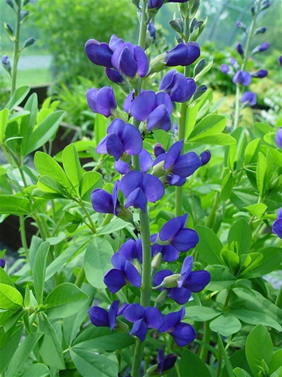 G238 Baptisia Australis - View 5 from www redcrocus com