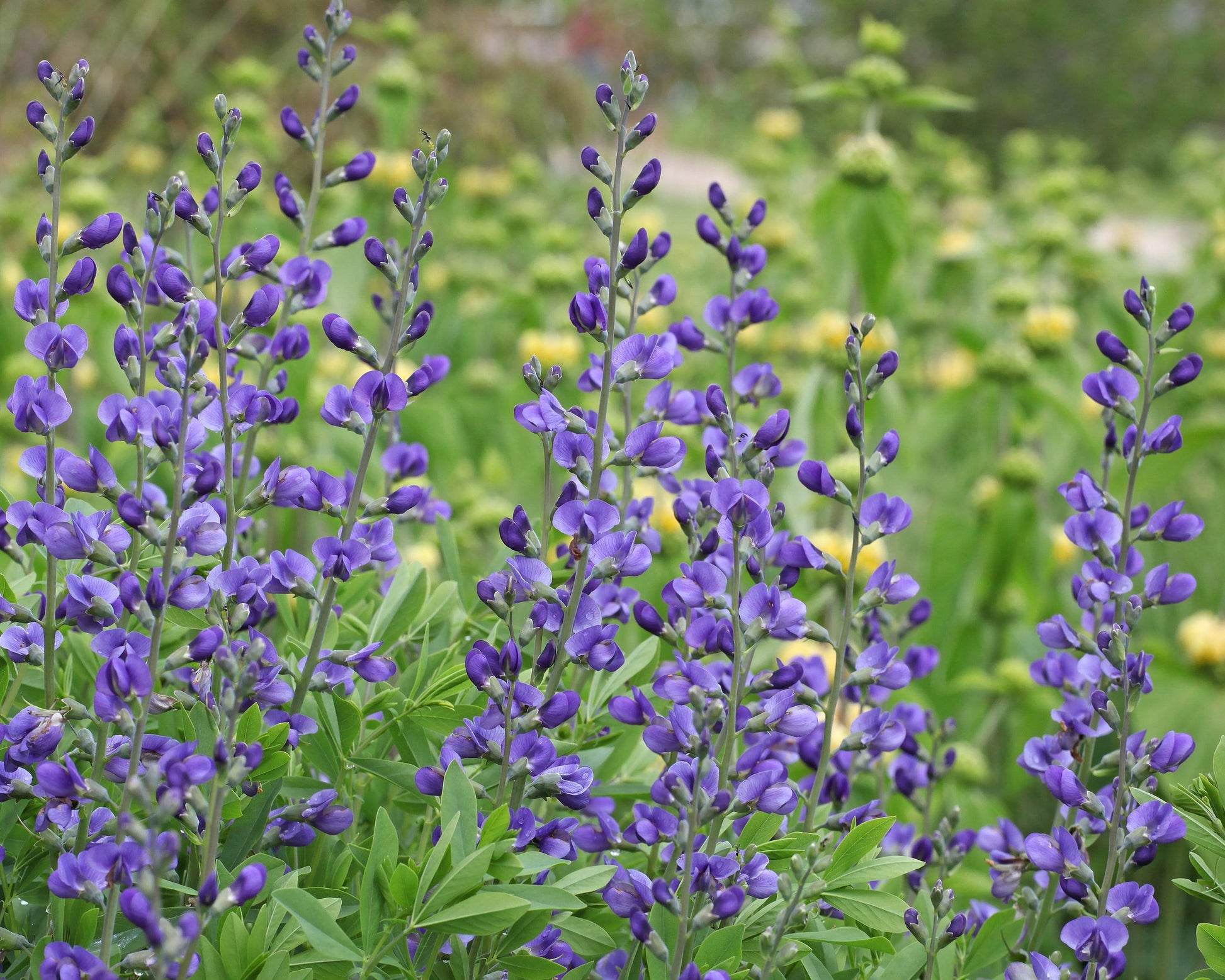 G238 Baptisia Australis - View 7 from www redcrocus com