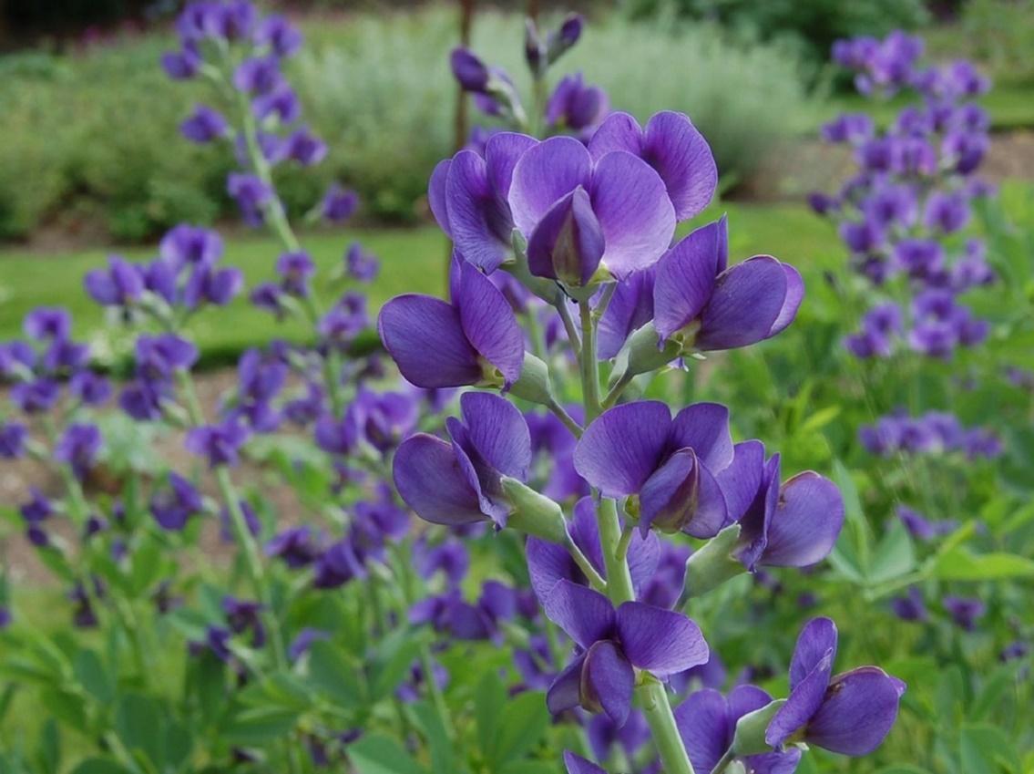 G238 Baptisia Australis - View 8 from www redcrocus com
