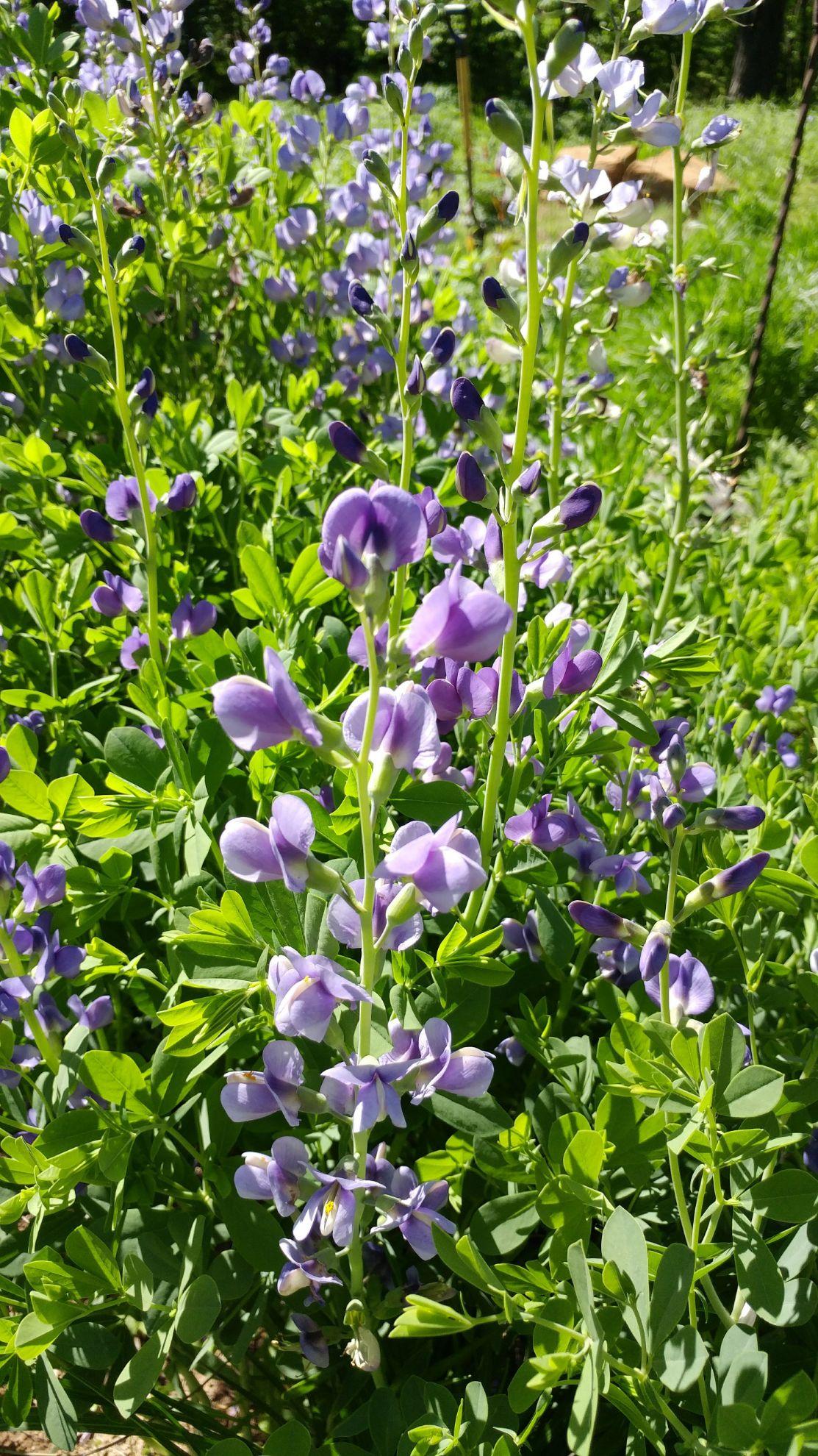 G238 Baptisia Australis - View 9 from www redcrocus com