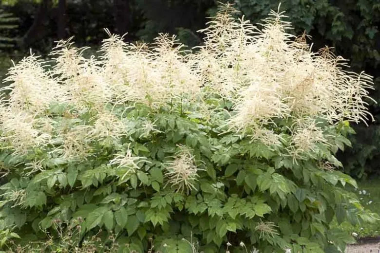 G240 Aruncus Dioicus - View 10 from www redcrocus com