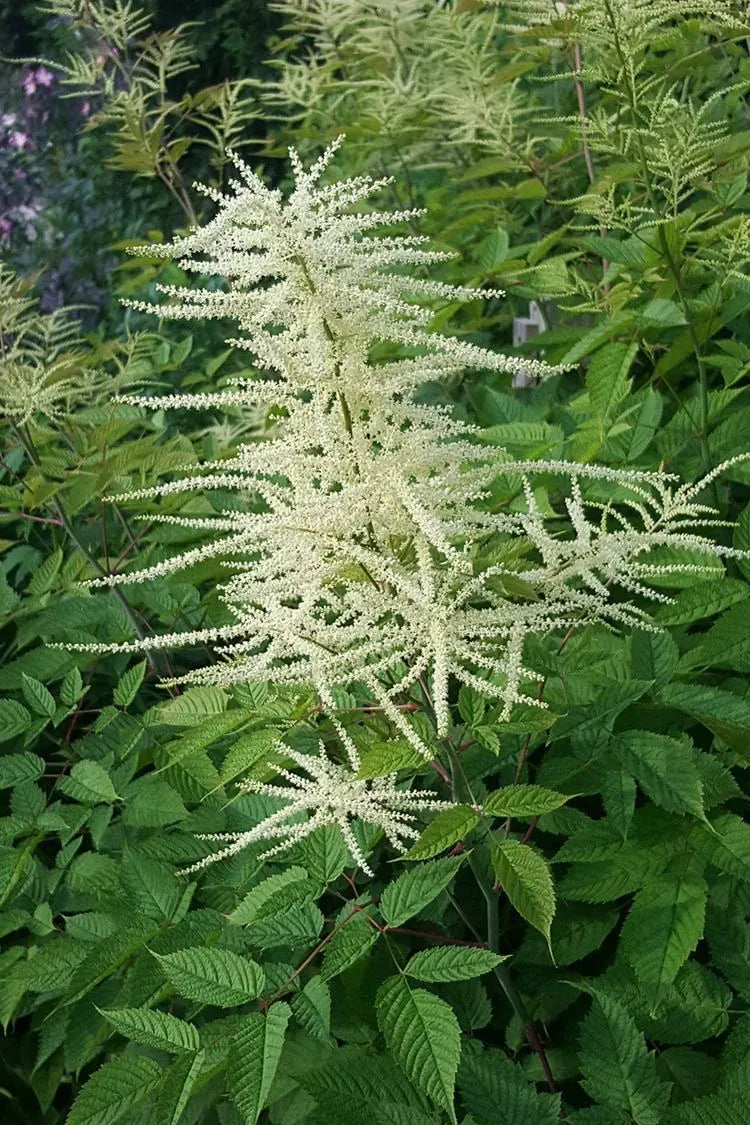 G240 Aruncus Dioicus - View 12 from www redcrocus com