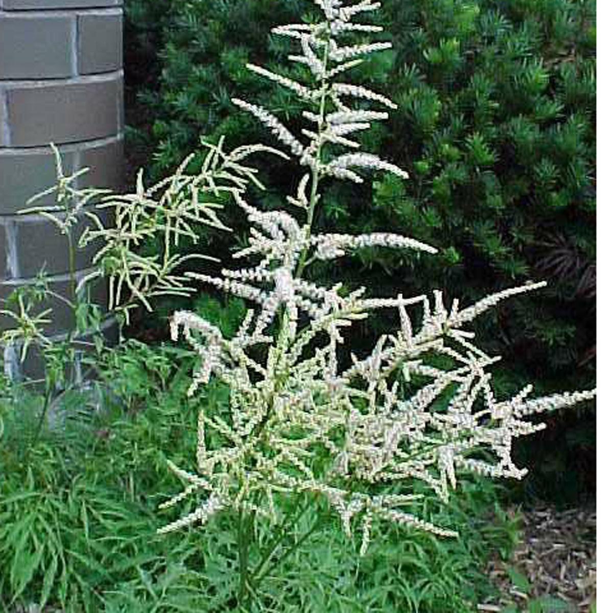 G240 Aruncus Dioicus - View 14 from www redcrocus com