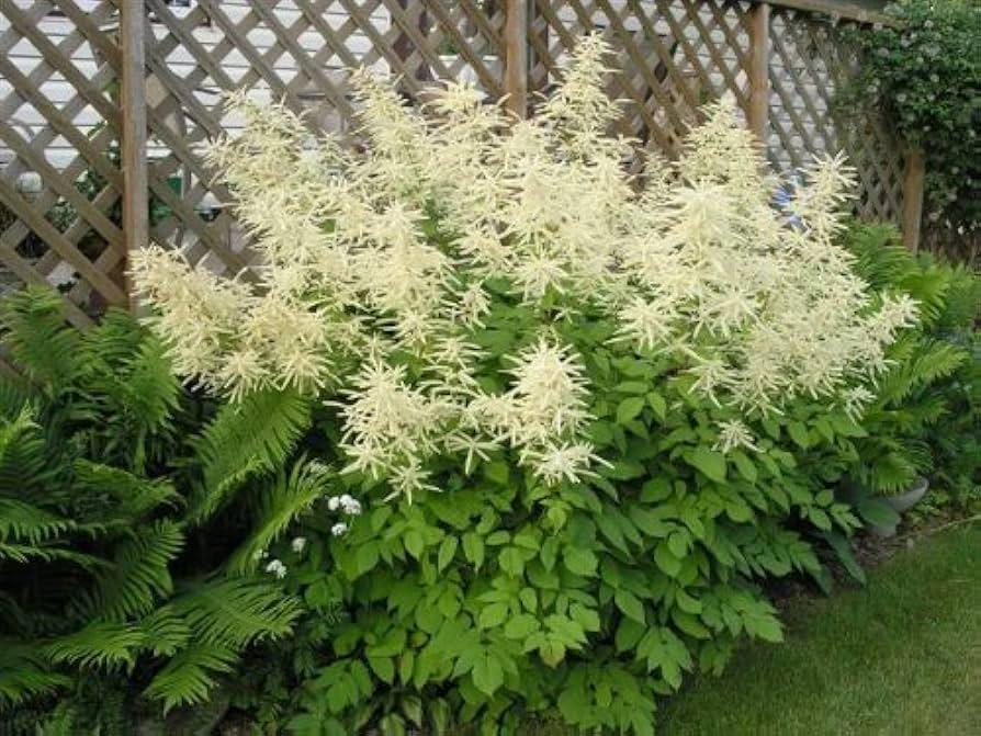 G240 Aruncus Dioicus - View 15 from www redcrocus com