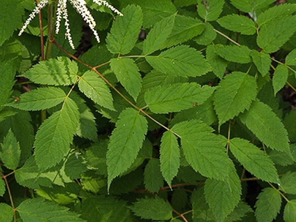 G240 Aruncus Dioicus - View 17 from www redcrocus com