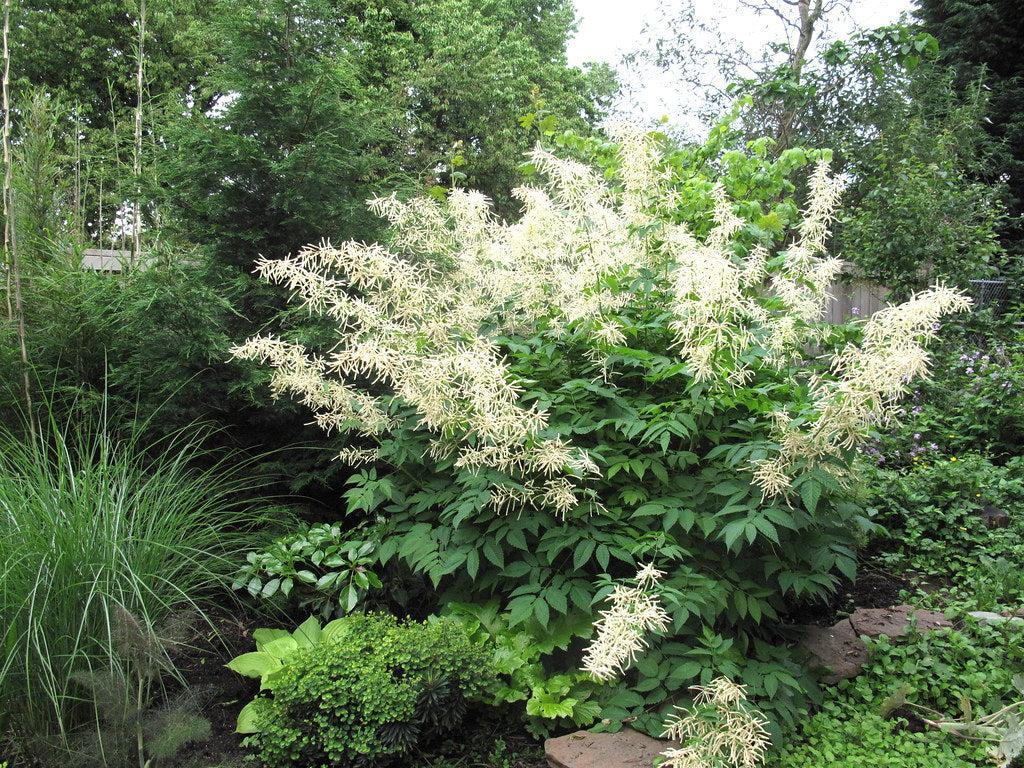 G240 Aruncus Dioicus - View 18 from www redcrocus com