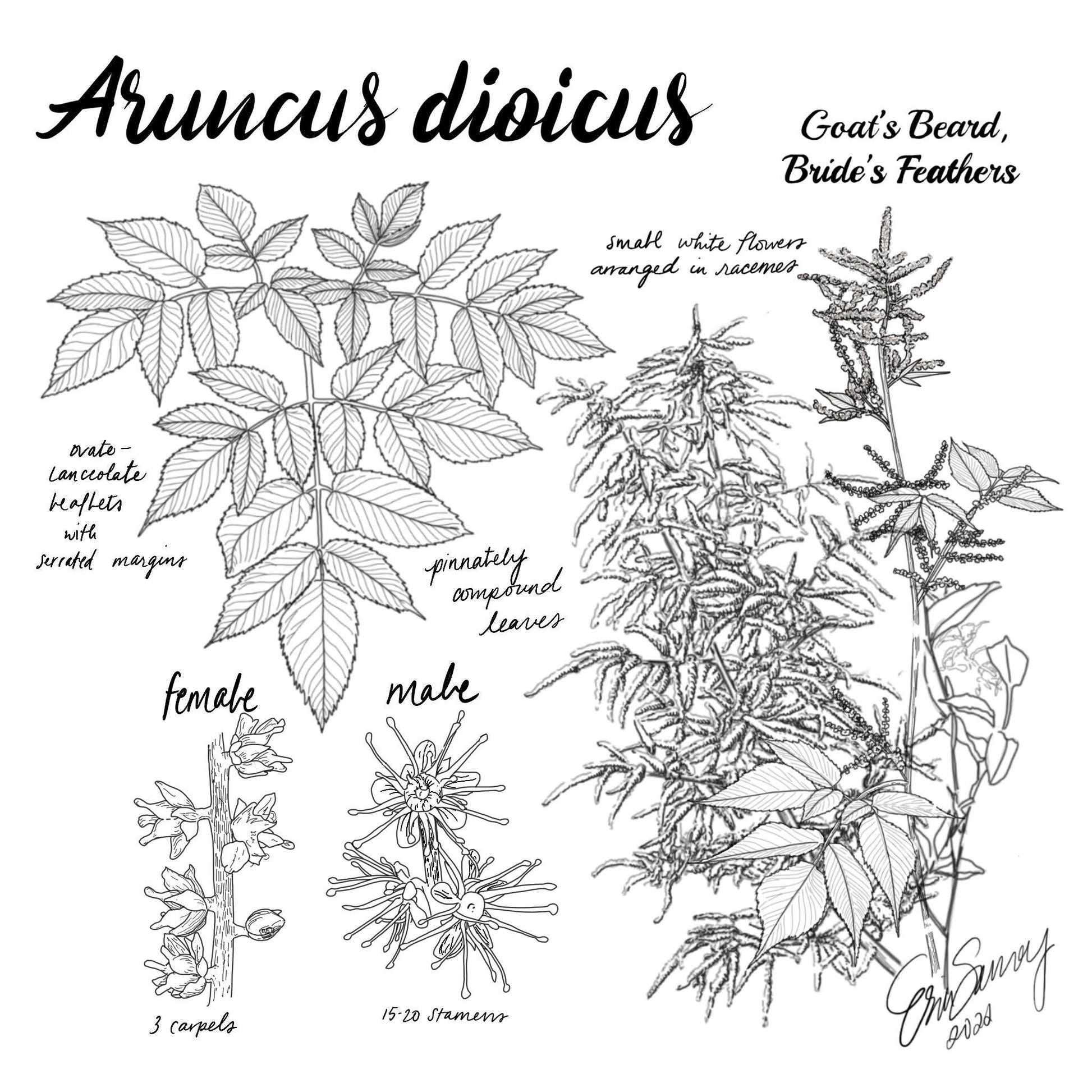 G240 Aruncus Dioicus - View 19 from www redcrocus com