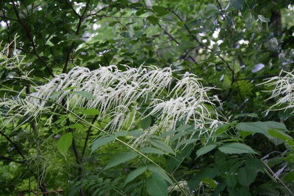 G240 Aruncus Dioicus - View 1 from www redcrocus com