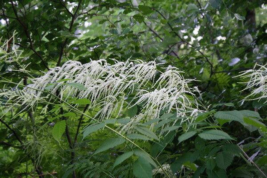 G240 Aruncus Dioicus - View 1 from www redcrocus com