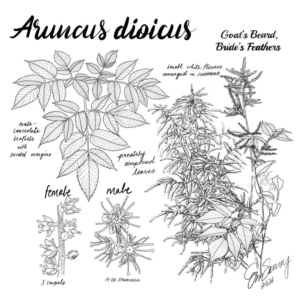 G240 Aruncus Dioicus - View 20 from www redcrocus com