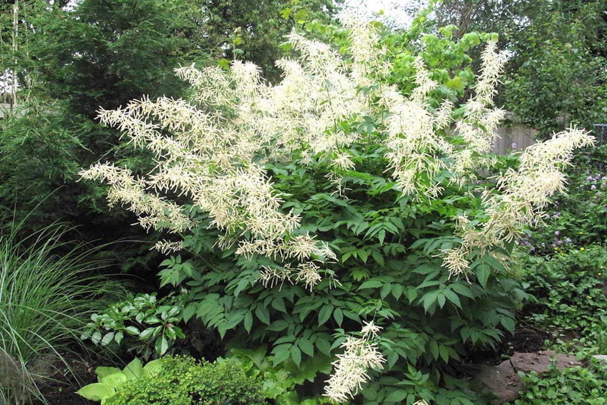 G240 Aruncus Dioicus - View 21 from www redcrocus com