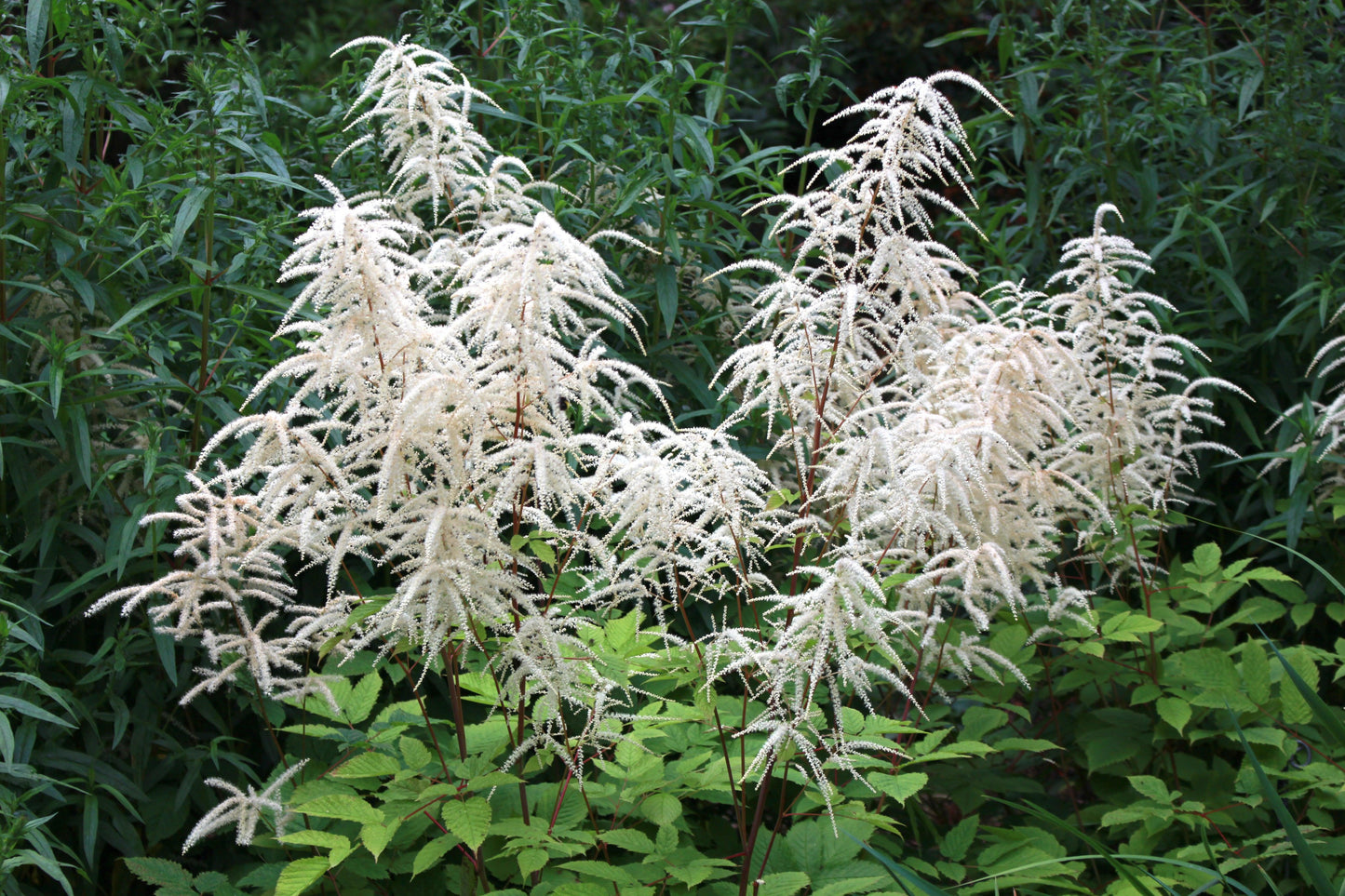 G240 Aruncus Dioicus - View 24 from www redcrocus com