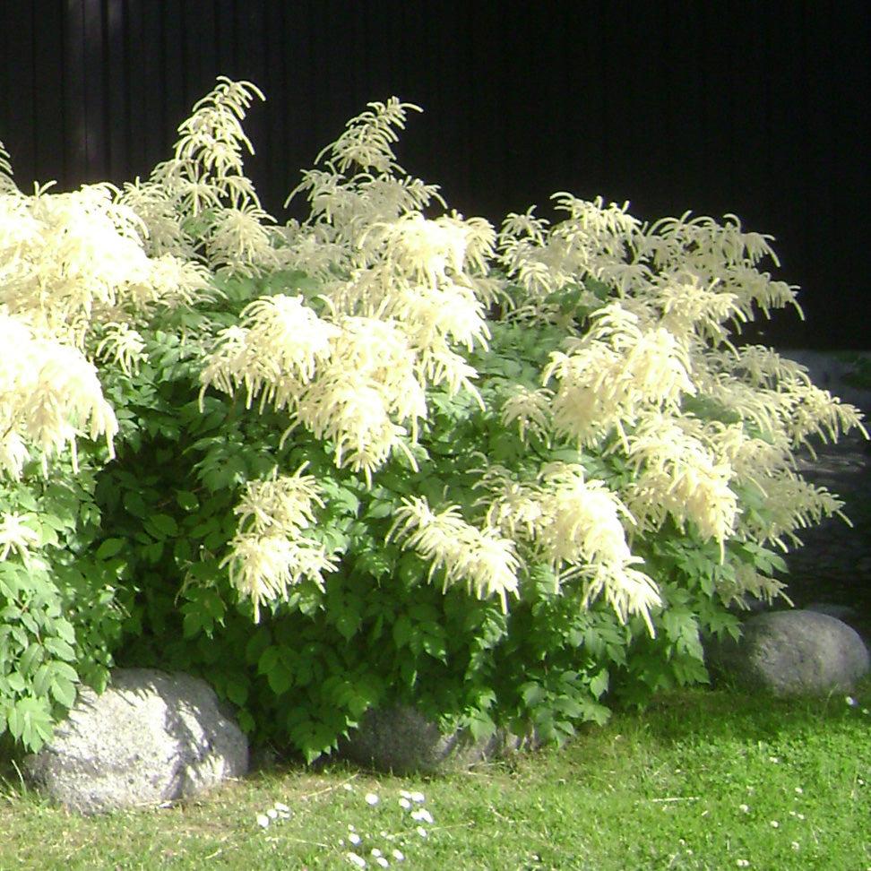 G240 Aruncus Dioicus - View 26 from www redcrocus com