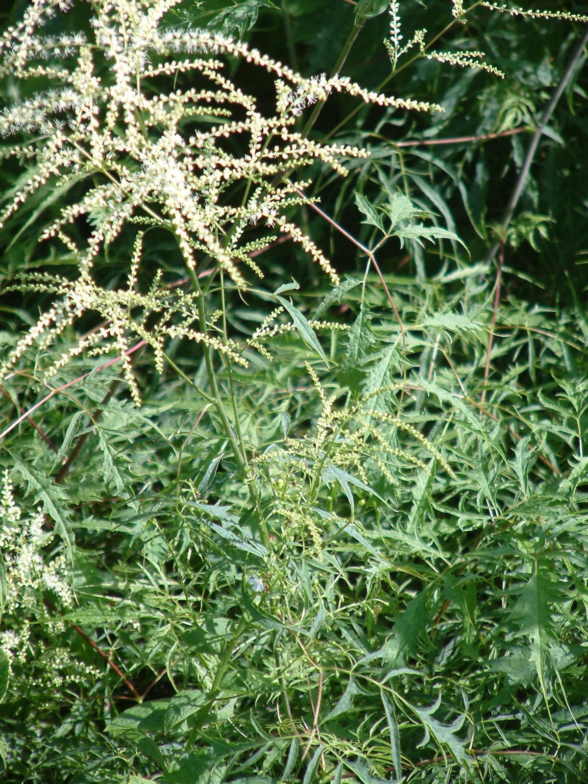 G240 Aruncus Dioicus - View 29 from www redcrocus com
