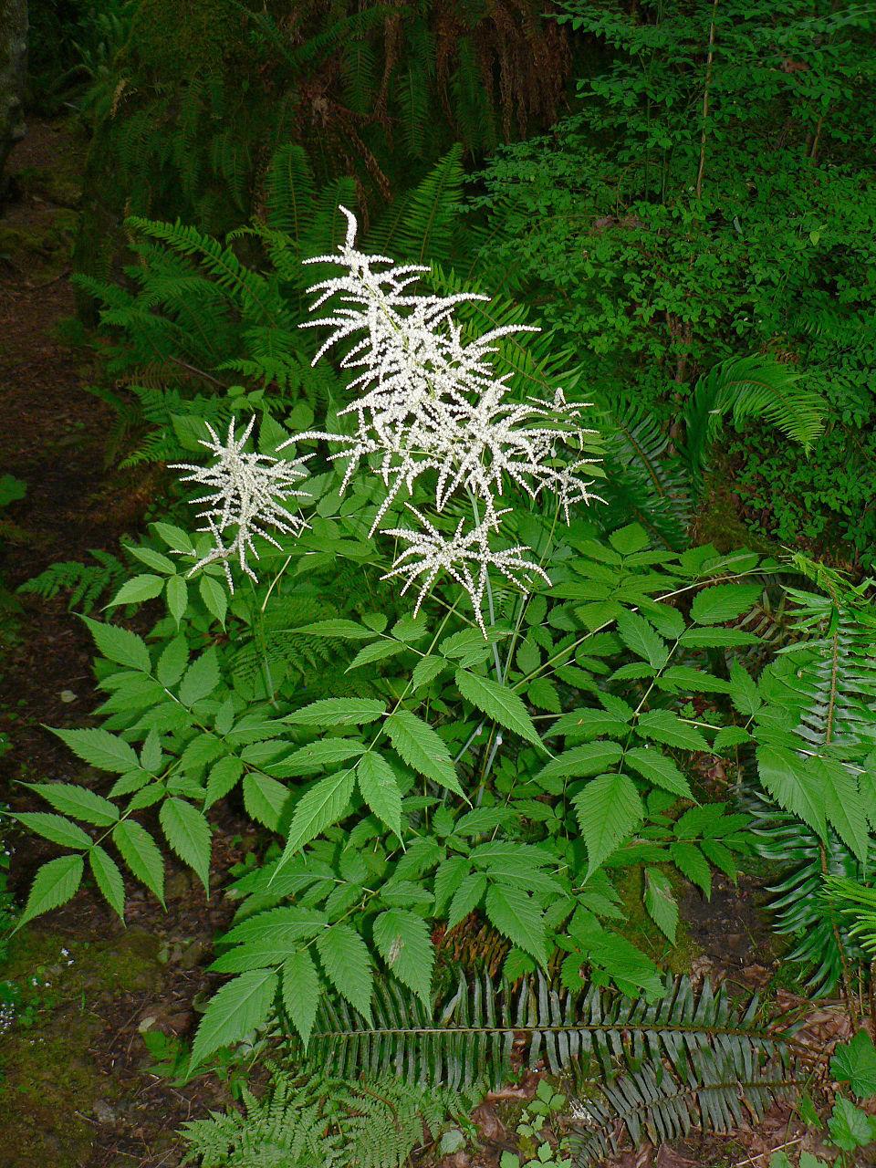 G240 Aruncus Dioicus - View 30 from www redcrocus com
