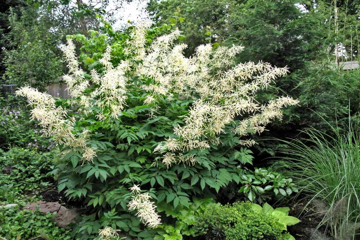 G240 Aruncus Dioicus - View 31 from www redcrocus com