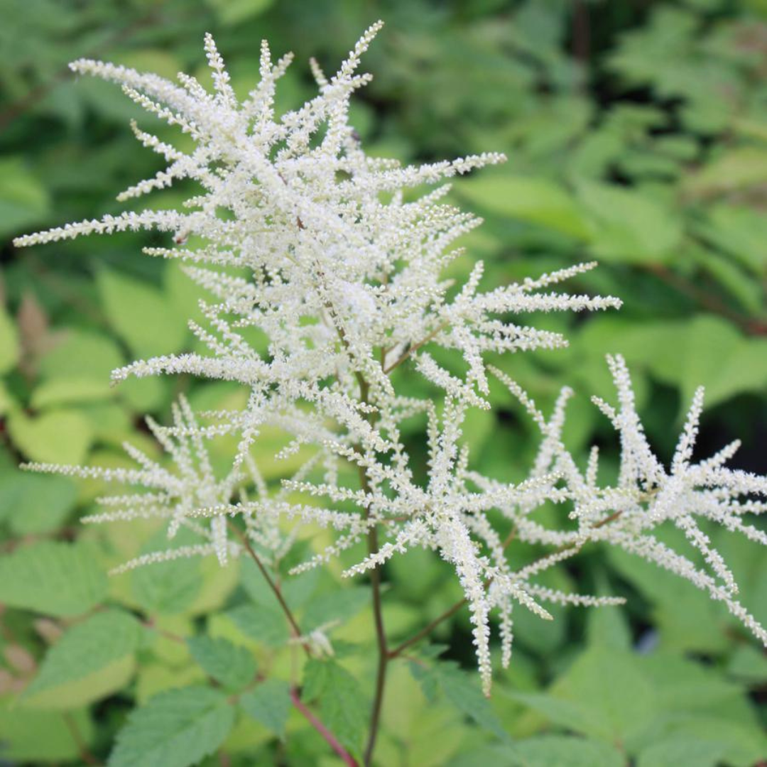 G240 Aruncus Dioicus - View 32 from www redcrocus com