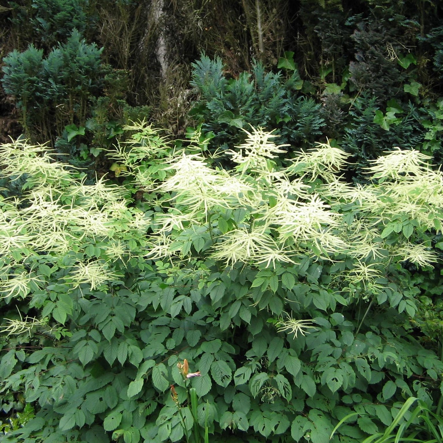 G240 Aruncus Dioicus - View 33 from www redcrocus com