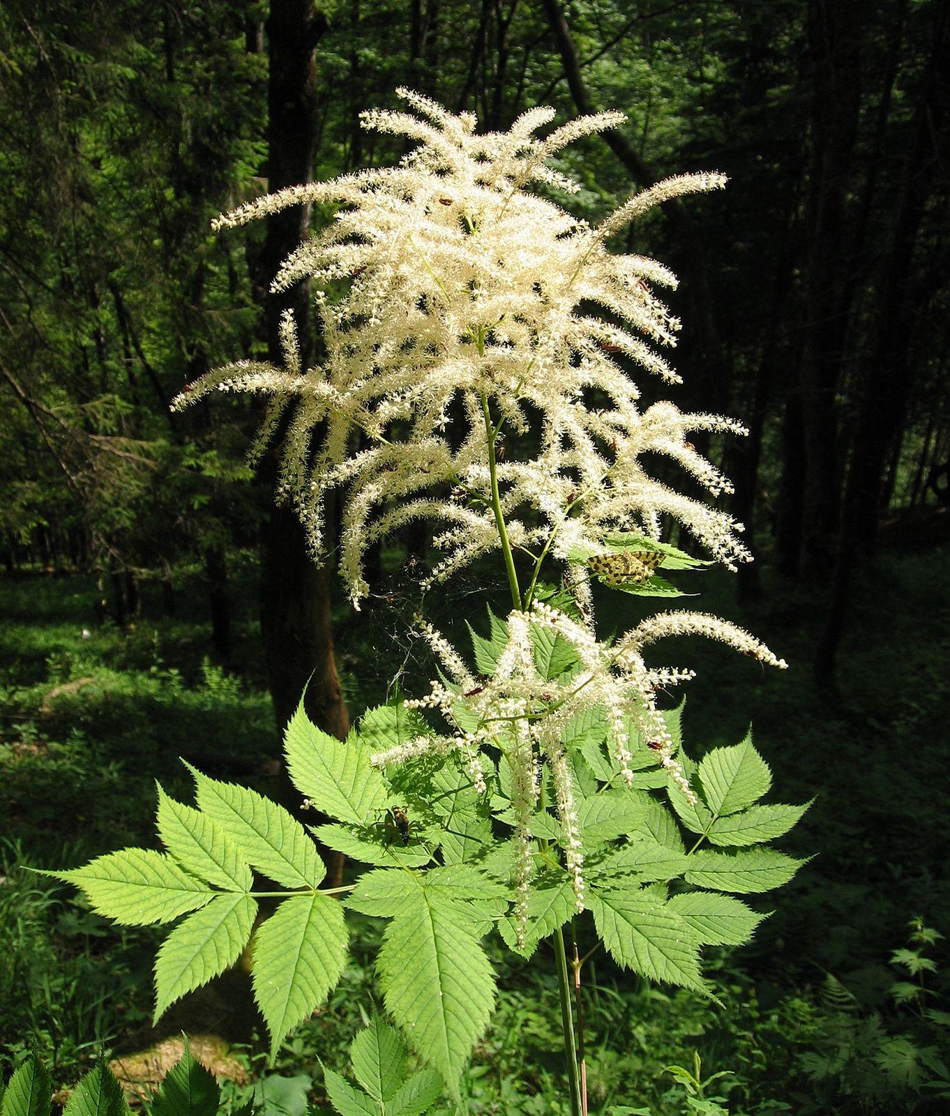 G240 Aruncus Dioicus - View 34 from www redcrocus com