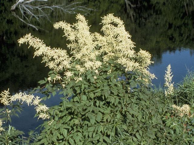 G240 Aruncus Dioicus - View 38 from www redcrocus com