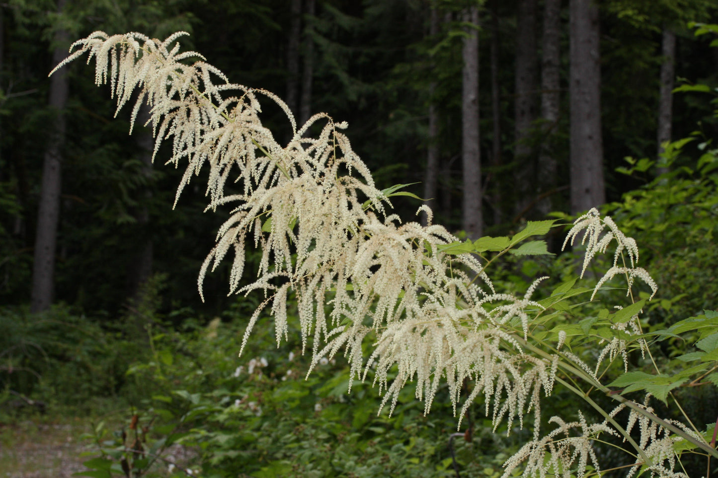 G240 Aruncus Dioicus - View 3 from www redcrocus com