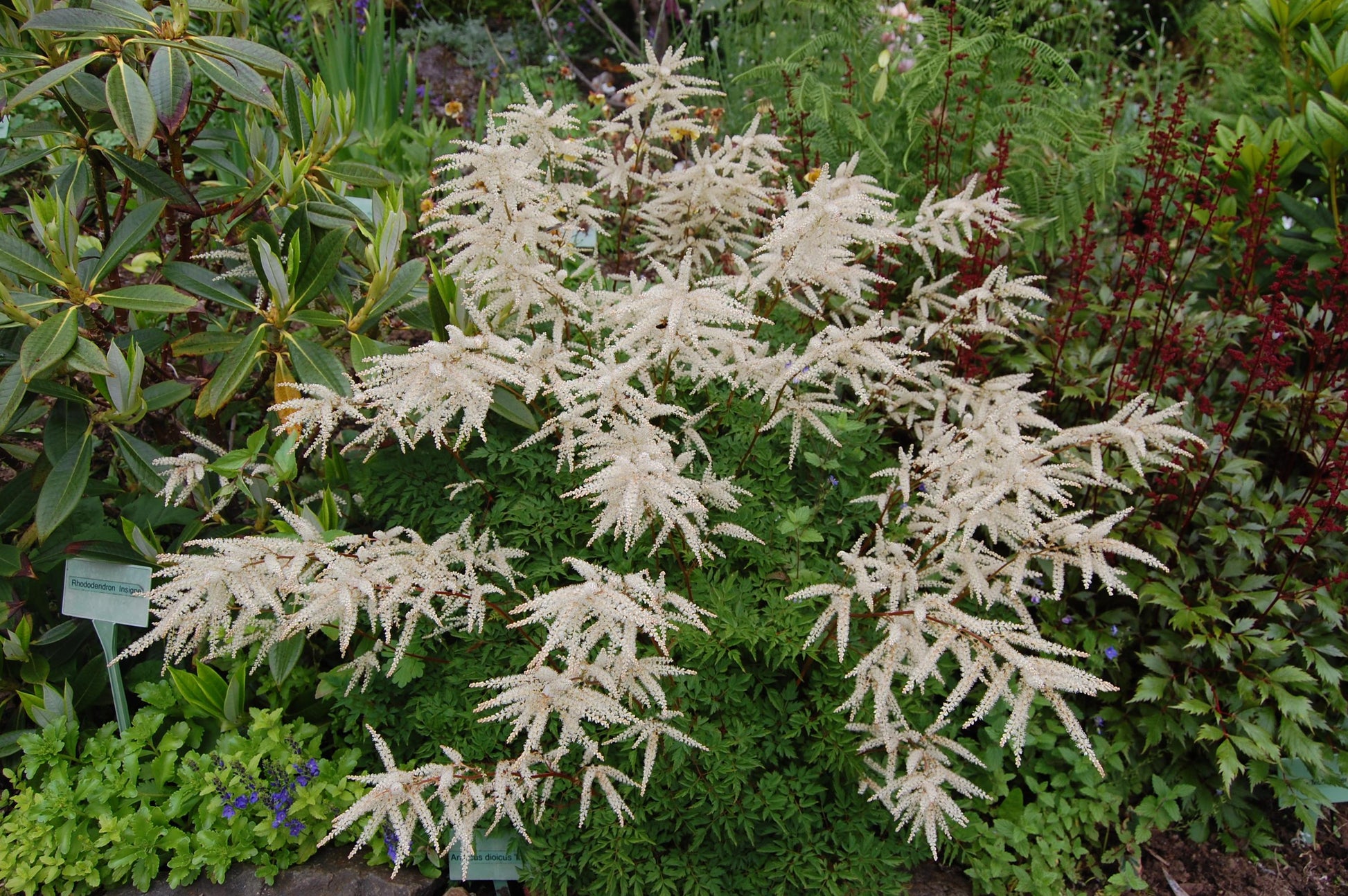 G240 Aruncus Dioicus - View 5 from www redcrocus com