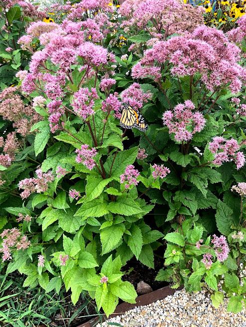 G251 Eupatorium Dubium 'little Joe' - View 10 from www redcrocus com