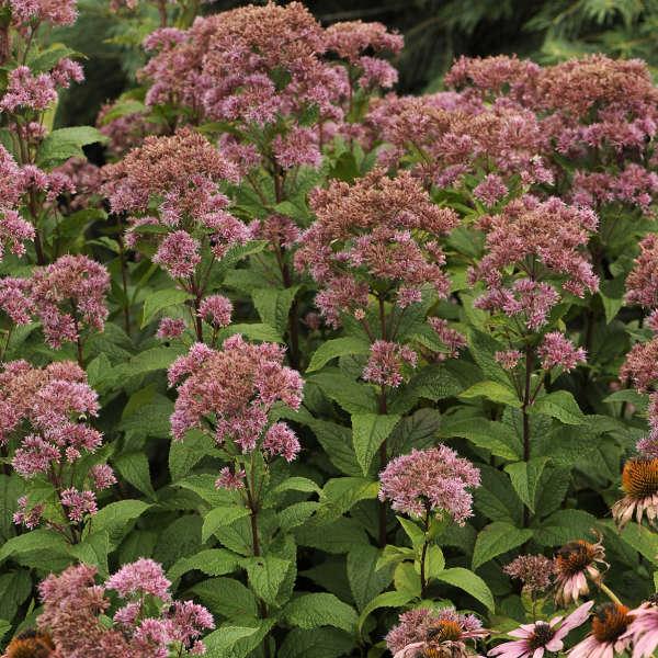 G251 Eupatorium Dubium 'little Joe' - View 16 from www redcrocus com