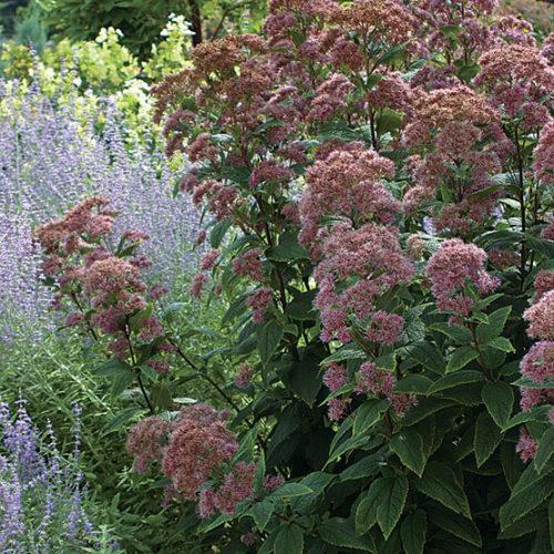 G251 Eupatorium Dubium 'little Joe' - View 18 from www redcrocus com