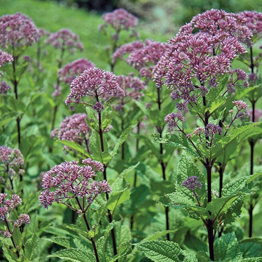 G251 Eupatorium Dubium 'little Joe' - View 1 from www redcrocus com