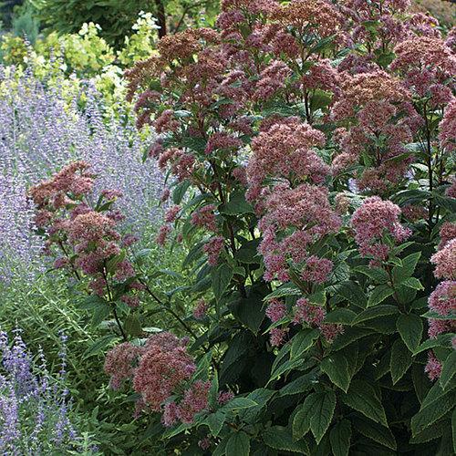 G251 Eupatorium Dubium 'little Joe' - View 20 from www redcrocus com