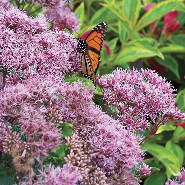 G251 Eupatorium Dubium 'little Joe' - View 21 from www redcrocus com