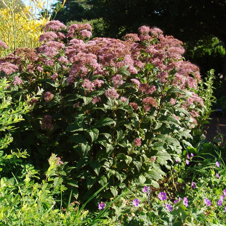G251 Eupatorium Dubium 'little Joe' - View 23 from www redcrocus com