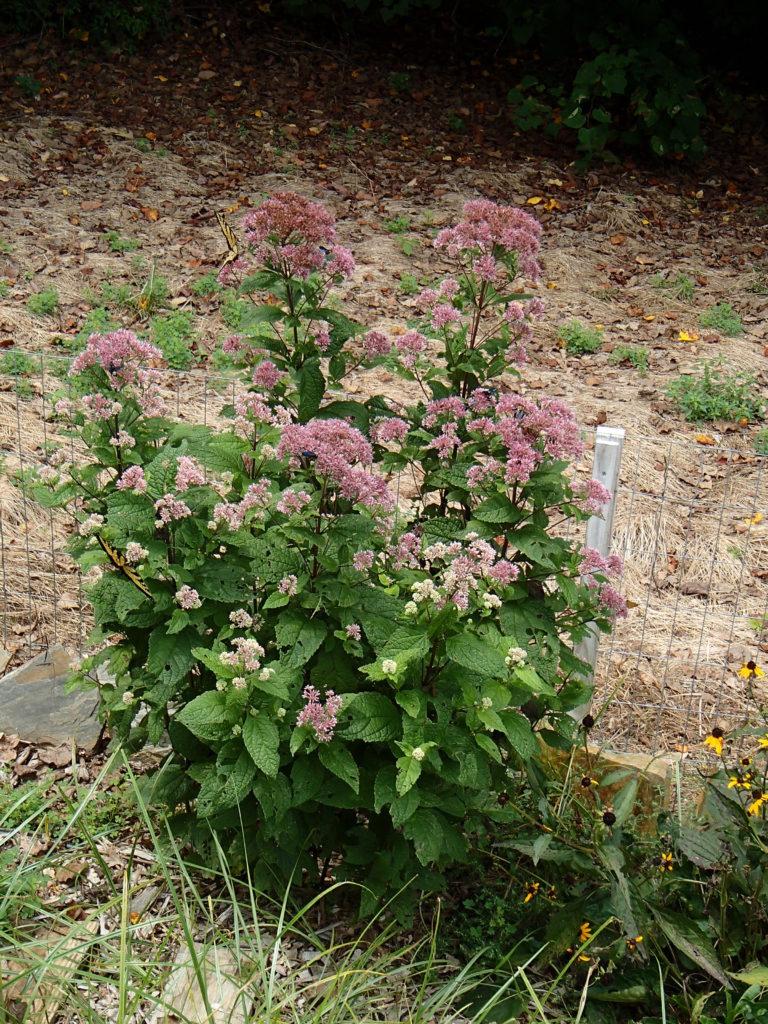 G251 Eupatorium Dubium 'little Joe' - View 25 from www redcrocus com