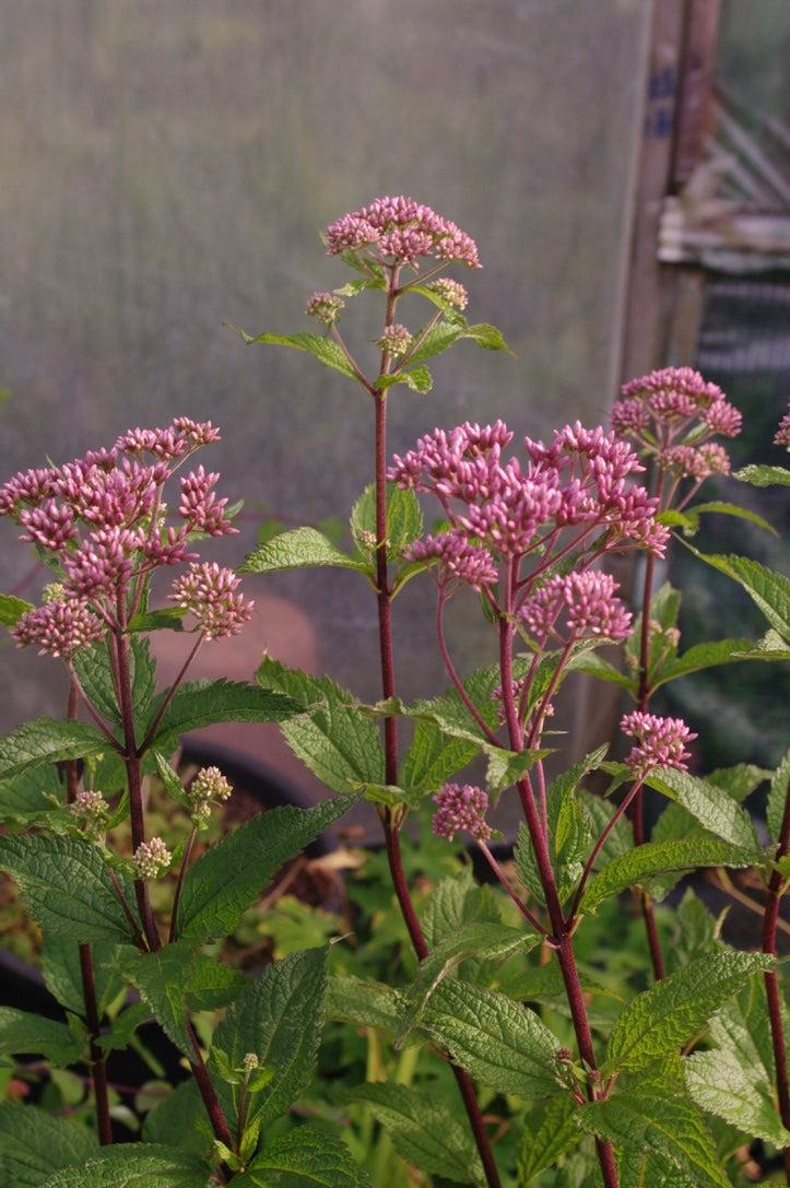 G251 Eupatorium Dubium 'little Joe' - View 27 from www redcrocus com